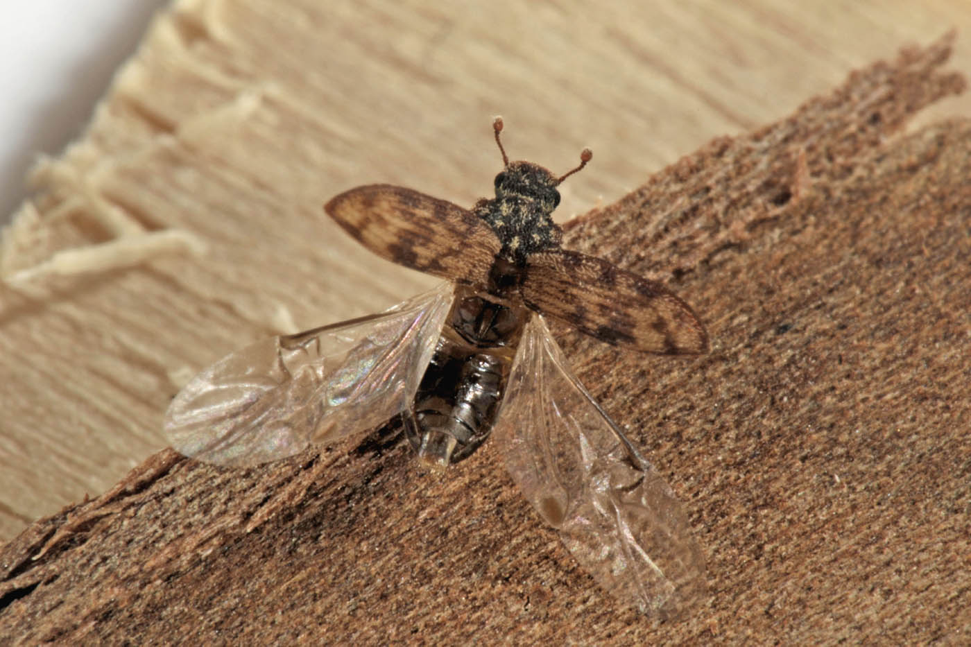 Zopheridae: Synchita undata (cfr.)